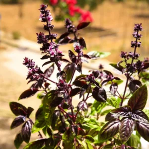 4 African Blue Basil Plants - Fresh Herb Plants for Your Vegetable Garden