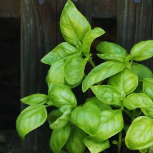 Transform Your Garden with 4 Sweet Basil Plants - Live Large Leaf Basil in 4-Inch Pots