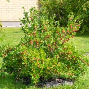 Gooseberry Live Plant - 8-12 Inch Tall, Fully Rooted and Potted for Garden Success - Hardy Gooseberry Bush