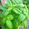 Transform Your Garden with 4 Sweet Basil Plants - Live Large Leaf Basil in 4-Inch Pots