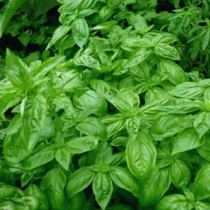 6 Sweet Basil Plants Live, Basil Live Plant, 3 to 5 Inc Tall, Large Leaf Basil Plants, Basil Herb Plant Indoors Outdoors