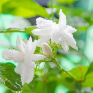 Elevate Your Garden with 2 Blooming Jasmine Plants - Maid of Orleans Sambac Jasmine, 4 to 6 Inches Tall