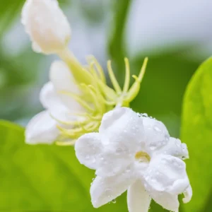 Elevate Your Space with 3 Blooming Jasmine Plants - Maid of Orleans Sambac Jasmine, 4 to 6 Inches Tall