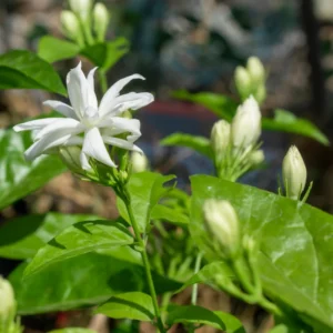 Enhance Your Garden with Jasmine Belle of India Plants - 2 Live White Jasmine Plants, 4 to 6 Inches Tall