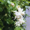 Enhance Your Garden with Jasmine Belle of India Plants - 2 Live White Jasmine Plants, 4 to 6 Inches Tall