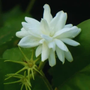 Enhance Your Garden with Jasmine Belle of India Plants - 2 Live White Jasmine Plants, 4 to 6 Inches Tall