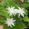 Jasmine Belle of India Plants Live, 3 Plants, White Jasmine Live Plants, 4 to 6 Inc Tall, Jasmine Vine Plants