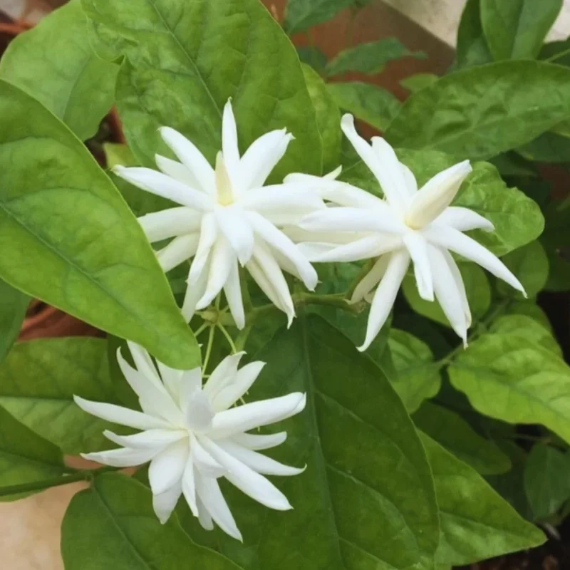 Jasmine Belle of India Plants Live, 3 Plants, White Jasmine Live Plants, 4 to 6 Inc Tall, Jasmine Vine Plants