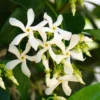2 Star Jasmine Plants, 4 to 6 Inc Long, Green Star Jasmine Live Plants, Jasmine Well Rooted, Jasmine Flower Plants Live Starter Plant