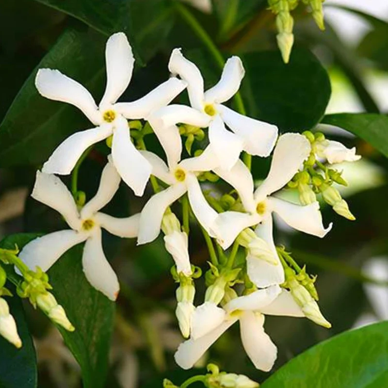 2 Star Jasmine Plants, 4 to 6 Inc Long, Green Star Jasmine Live Plants, Jasmine Well Rooted, Jasmine Flower Plants Live Starter Plant