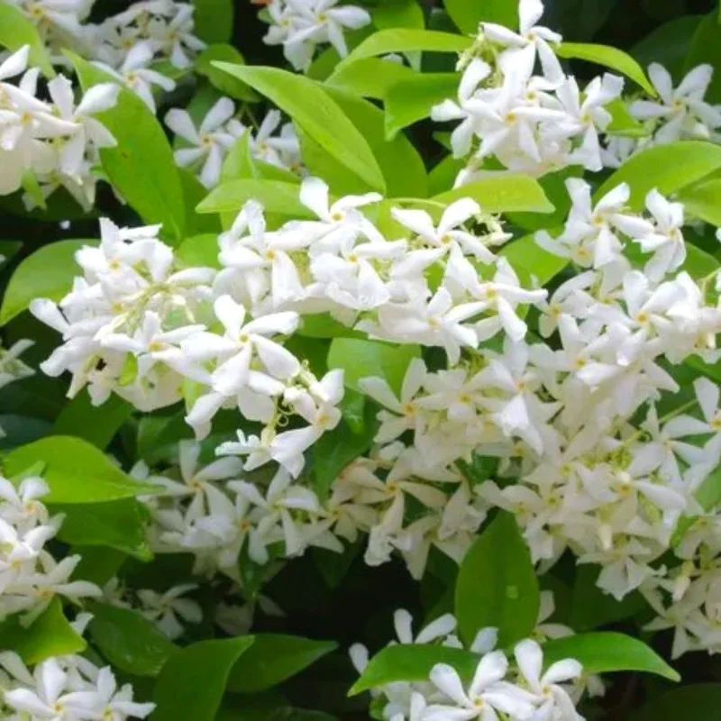 2 Star Jasmine Plants, 4 to 6 Inc Long, Green Star Jasmine Live Plants, Jasmine Well Rooted, Jasmine Flower Plants Live Starter Plant