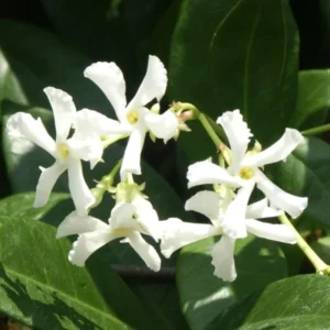 3 Blooming Jasmine Plants Live, Star Jasmine Live Plant, 4 to 7 Inc Tall, Live Jasmine Plants Indoor Outdoor, Jasmine Tree Live Plants for Garden