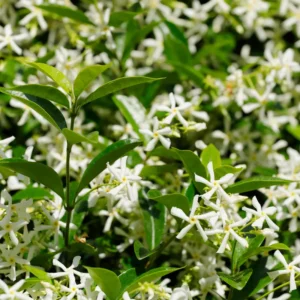 3 Blooming Jasmine Plants Live, Star Jasmine Live Plant, 4 to 7 Inc Tall, Live Jasmine Plants Indoor Outdoor, Jasmine Tree Live Plants for Garden