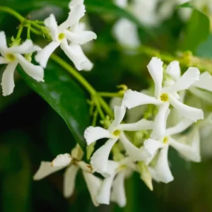 3 Blooming Jasmine Plants Live, Star Jasmine Live Plant, 4 to 7 Inc Tall, Live Jasmine Plants Indoor Outdoor, Jasmine Tree Live Plants for Garden
