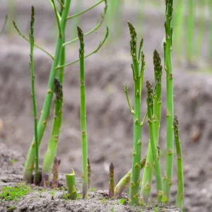 Mary Washington Asparagus Roots For Planting - Perennial Asparagus Plants Live for Vegetable Gardens - Choose Packs