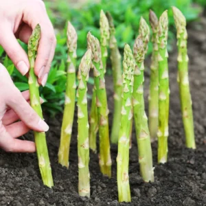 Mary Washington Asparagus Roots For Planting - Perennial Asparagus Plants Live for Vegetable Gardens - Choose Packs
