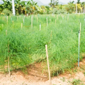 Mary Washington Asparagus Roots For Planting - Perennial Asparagus Plants Live for Vegetable Gardens - Choose Packs