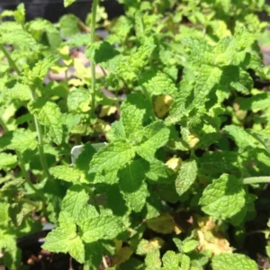 Strawberry Mint Plants Live Indoors Outdoors, Fresh Herb Mint Plant, Mint Plant Seeds, Herb Plants Live In Pot, Fresh Mint Plant, Potted Mint