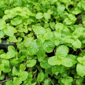 Strawberry Mint Plants Live Indoors Outdoors, Fresh Herb Mint Plant, Mint Plant Seeds, Herb Plants Live In Pot, Fresh Mint Plant, Potted Mint