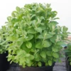 Apple Mint Plants Live Indoors Outdoors, Fresh Herb Mint Plant, Mint Plant Seeds, Apple Mint Herb, Apple Mint Plants Live, Apple Mint Live Plant, Live Apple Mint Plant