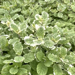 Pineapple Mint Plants Live Indoors Outdoors, Fresh Herb Mint Plant, Mint Plant Seeds, Mint Plant Variegated Pineapple Mint, Pineapple Mint Live Plant