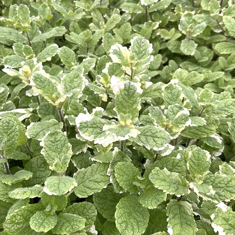 Pineapple Mint Plants Live Indoors Outdoors, Fresh Herb Mint Plant, Mint Plant Seeds, Mint Plant Variegated Pineapple Mint, Pineapple Mint Live Plant