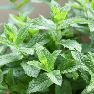 Spearmint Plants Live Indoors Outdoors, Fresh Herb Mint Plant, Mint Plant Seeds, Herb Plants Live In Pot, Fresh Mint Plant, Potted Mint