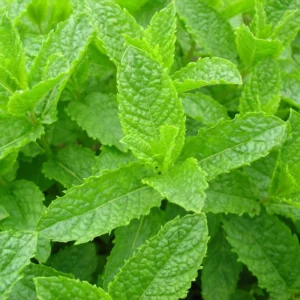 Spearmint Plants Live Indoors Outdoors, Fresh Herb Mint Plant, Mint Plant Seeds, Herb Plants Live In Pot, Fresh Mint Plant, Potted Mint