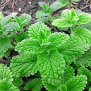 Strawberry Mint Plants Live Indoors Outdoors, Fresh Herb Mint Plant, Mint Plant Seeds, Herb Plants Live In Pot, Fresh Mint Plant, Potted Mint