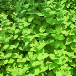 Apple Mint Plants Live Indoors Outdoors, Fresh Herb Mint Plant, Mint Plant Seeds, Apple Mint Herb, Apple Mint Plants Live, Apple Mint Live Plant, Live Apple Mint Plant