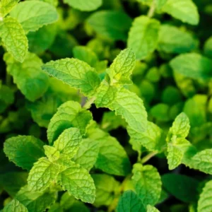 Strawberry Mint Plants Live Indoors Outdoors, Fresh Herb Mint Plant, Mint Plant Seeds, Herb Plants Live In Pot, Fresh Mint Plant, Potted Mint