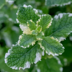 Pineapple Mint Plants Live Indoors Outdoors, Fresh Herb Mint Plant, Mint Plant Seeds, Mint Plant Variegated Pineapple Mint, Pineapple Mint Live Plant