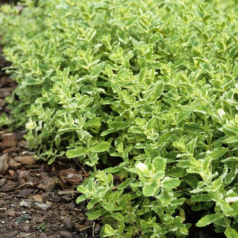 Pineapple Mint Plants Live Indoors Outdoors, Fresh Herb Mint Plant, Mint Plant Seeds, Mint Plant Variegated Pineapple Mint, Pineapple Mint Live Plant