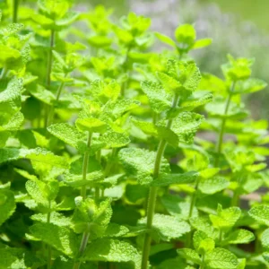 Apple Mint Plants Live Indoors Outdoors, Fresh Herb Mint Plant, Mint Plant Seeds, Apple Mint Herb, Apple Mint Plants Live, Apple Mint Live Plant, Live Apple Mint Plant