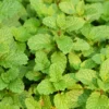 Peppermint Mint Plants Live Indoors Outdoors, Fresh Herb Mint Plant, Mint Plant Seeds, Live Peppermint Plant, Peppermint Plants For Outside Inside