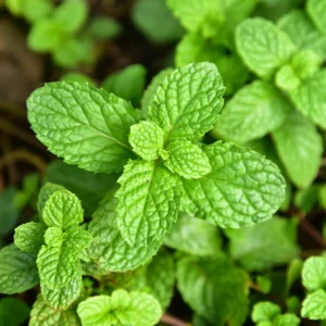 Peppermint Mint Plants Live Indoors Outdoors, Fresh Herb Mint Plant, Mint Plant Seeds, Live Peppermint Plant, Peppermint Plants For Outside Inside