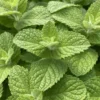 Apple Mint Plants Live Indoors Outdoors, Fresh Herb Mint Plant, Mint Plant Seeds, Apple Mint Herb, Apple Mint Plants Live, Apple Mint Live Plant, Live Apple Mint Plant
