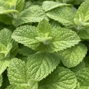 Apple Mint Plants Live Indoors Outdoors, Fresh Herb Mint Plant, Mint Plant Seeds, Apple Mint Herb, Apple Mint Plants Live, Apple Mint Live Plant, Live Apple Mint Plant