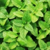 Spearmint Plants Live Indoors Outdoors, Fresh Herb Mint Plant, Mint Plant Seeds, Herb Plants Live In Pot, Fresh Mint Plant, Potted Mint