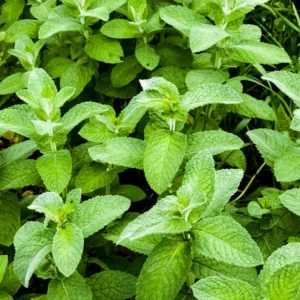 Apple Mint Plants Live Indoors Outdoors, Fresh Herb Mint Plant, Mint Plant Seeds, Apple Mint Herb, Apple Mint Plants Live, Apple Mint Live Plant, Live Apple Mint Plant
