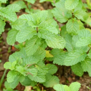 Peppermint Mint Plants Live Indoors Outdoors, Fresh Herb Mint Plant, Mint Plant Seeds, Live Peppermint Plant, Peppermint Plants For Outside Inside