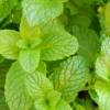 Spearmint Plants Live Indoors Outdoors, Fresh Herb Mint Plant, Mint Plant Seeds, Herb Plants Live In Pot, Fresh Mint Plant, Potted Mint