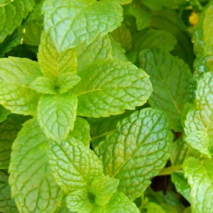 Spearmint Plants Live Indoors Outdoors, Fresh Herb Mint Plant, Mint Plant Seeds, Herb Plants Live In Pot, Fresh Mint Plant, Potted Mint