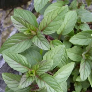 Chocolate Mint Plants Live Indoors Outdoors, Fresh Herb Mint Plant, Mint Plant Seeds, Chocolate Mint Plant, Chocolate Mint Live Plant