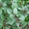Chocolate Mint Plants Live Indoors Outdoors, Fresh Herb Mint Plant, Mint Plant Seeds, Chocolate Mint Plant, Chocolate Mint Live Plant