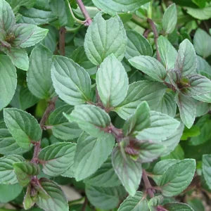Chocolate Mint Plants Live Indoors Outdoors, Fresh Herb Mint Plant, Mint Plant Seeds, Chocolate Mint Plant, Chocolate Mint Live Plant