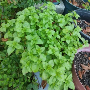 Chocolate Mint Plants Live Indoors Outdoors, Fresh Herb Mint Plant, Mint Plant Seeds, Chocolate Mint Plant, Chocolate Mint Live Plant
