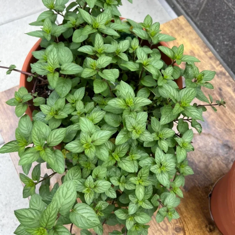 Chocolate Mint Plants Live Indoors Outdoors, Fresh Herb Mint Plant, Mint Plant Seeds, Chocolate Mint Plant, Chocolate Mint Live Plant