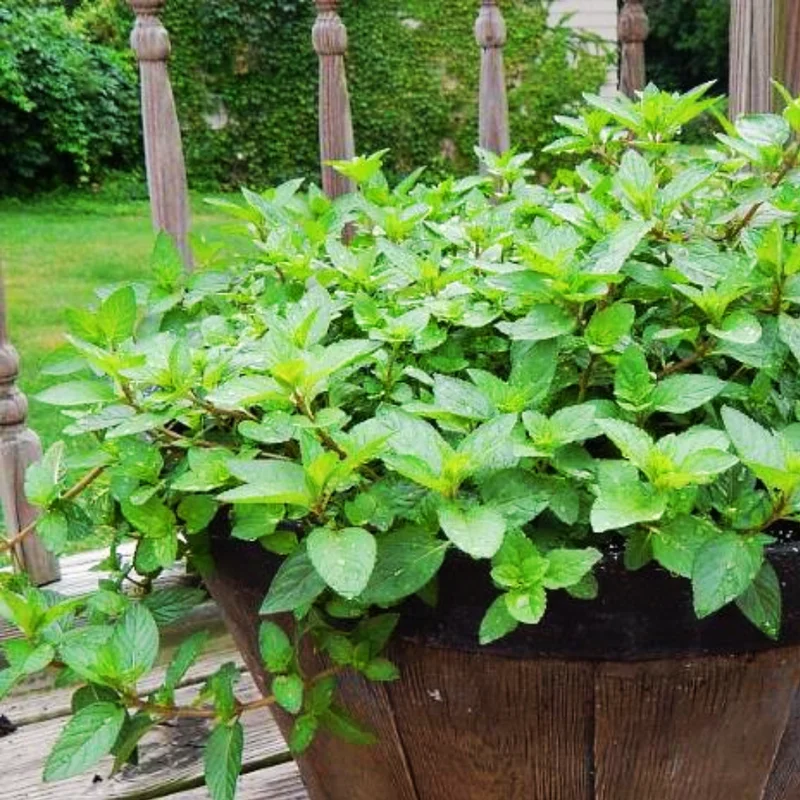 Chocolate Mint Plants Live Indoors Outdoors, Fresh Herb Mint Plant, Mint Plant Seeds, Chocolate Mint Plant, Chocolate Mint Live Plant