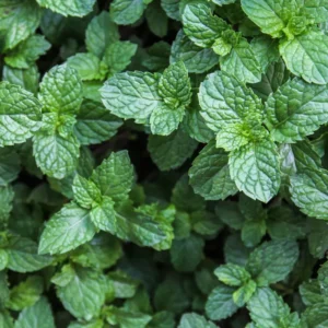 Apple Mint Herb, Apple Mint Plants Live, Apple Mint Live Plant, Live Apple Mint Plant, Apple Mint Plants Live Indoors Outdoors, Fresh Herb Mint Plant, Potted Mint